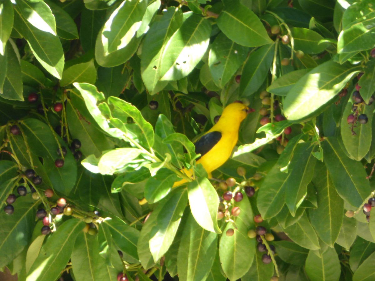 Eurasian Golden Oriole - Cesar Lopez Nozal