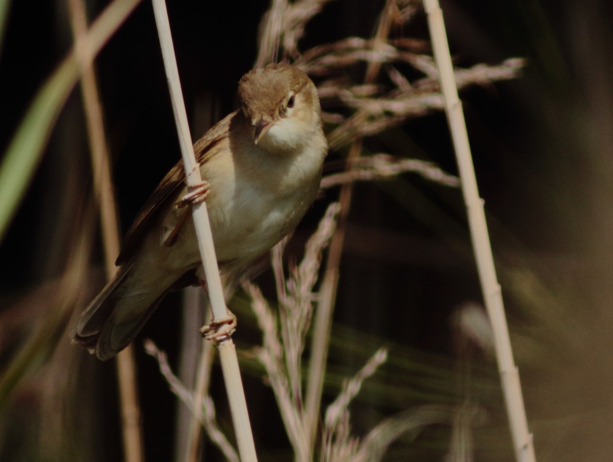 Common Reed Warbler (African) - ML96573211