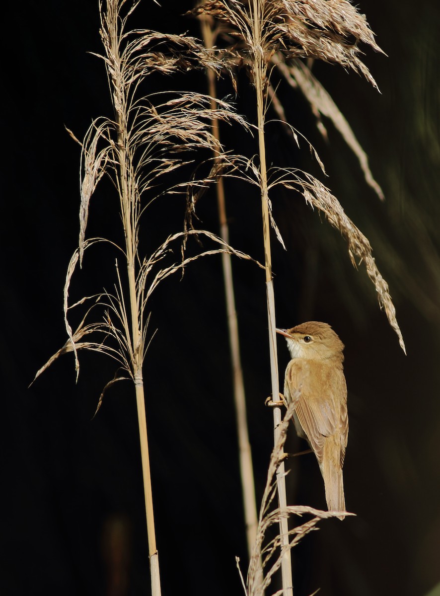 Common Reed Warbler (African) - ML96573241