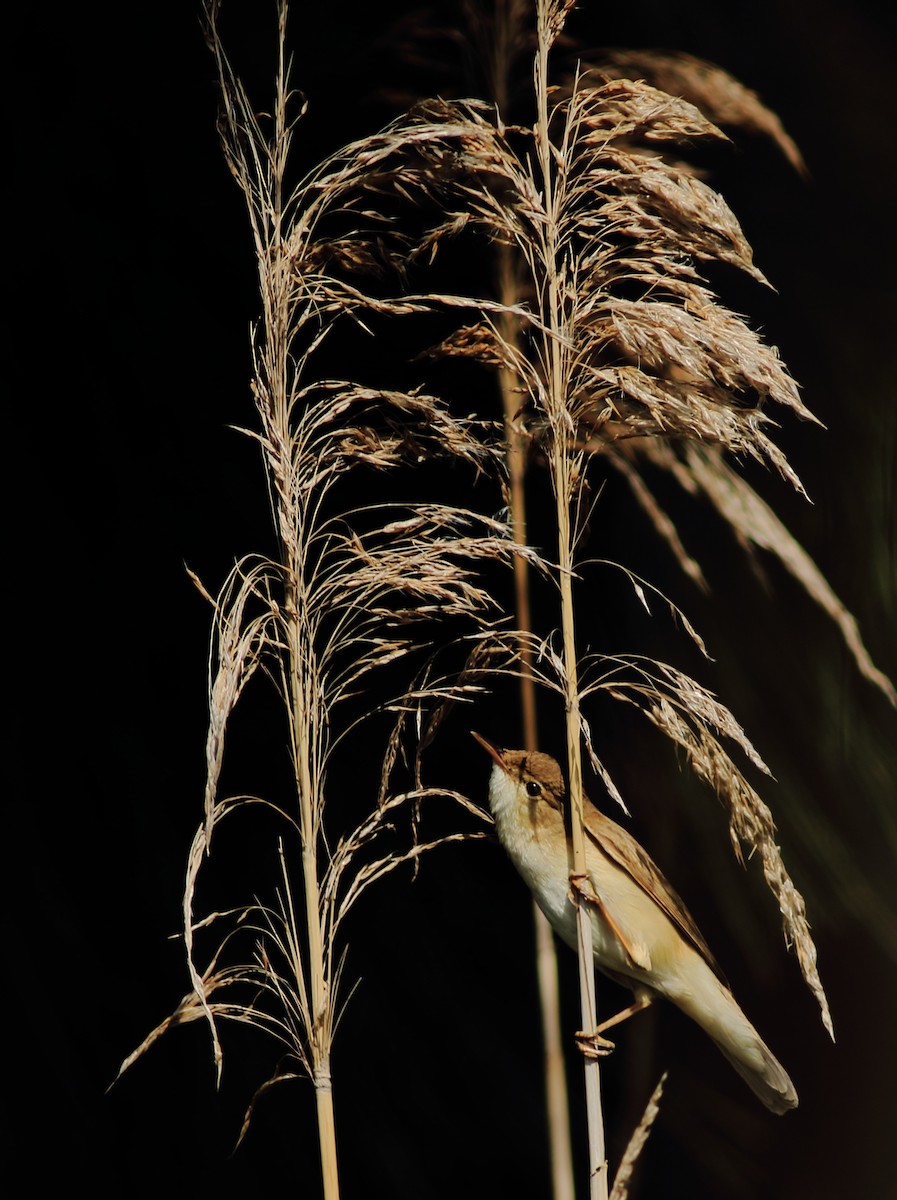Common Reed Warbler (African) - ML96573251