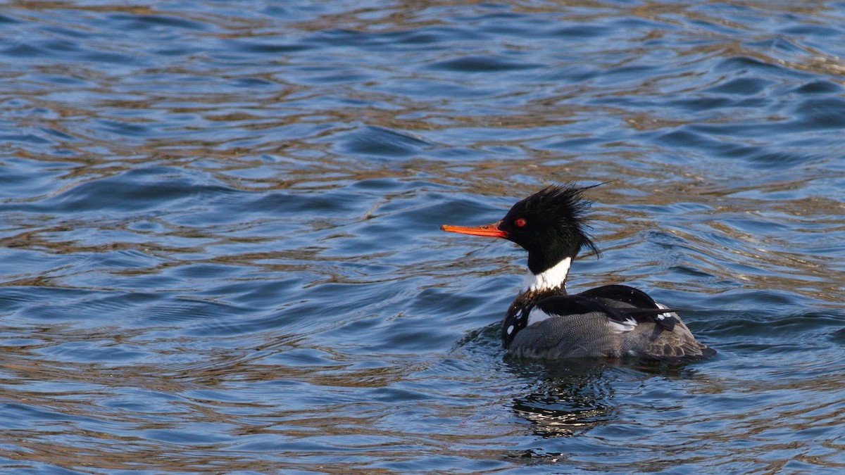 Red-breasted Merganser - Fyn Kynd