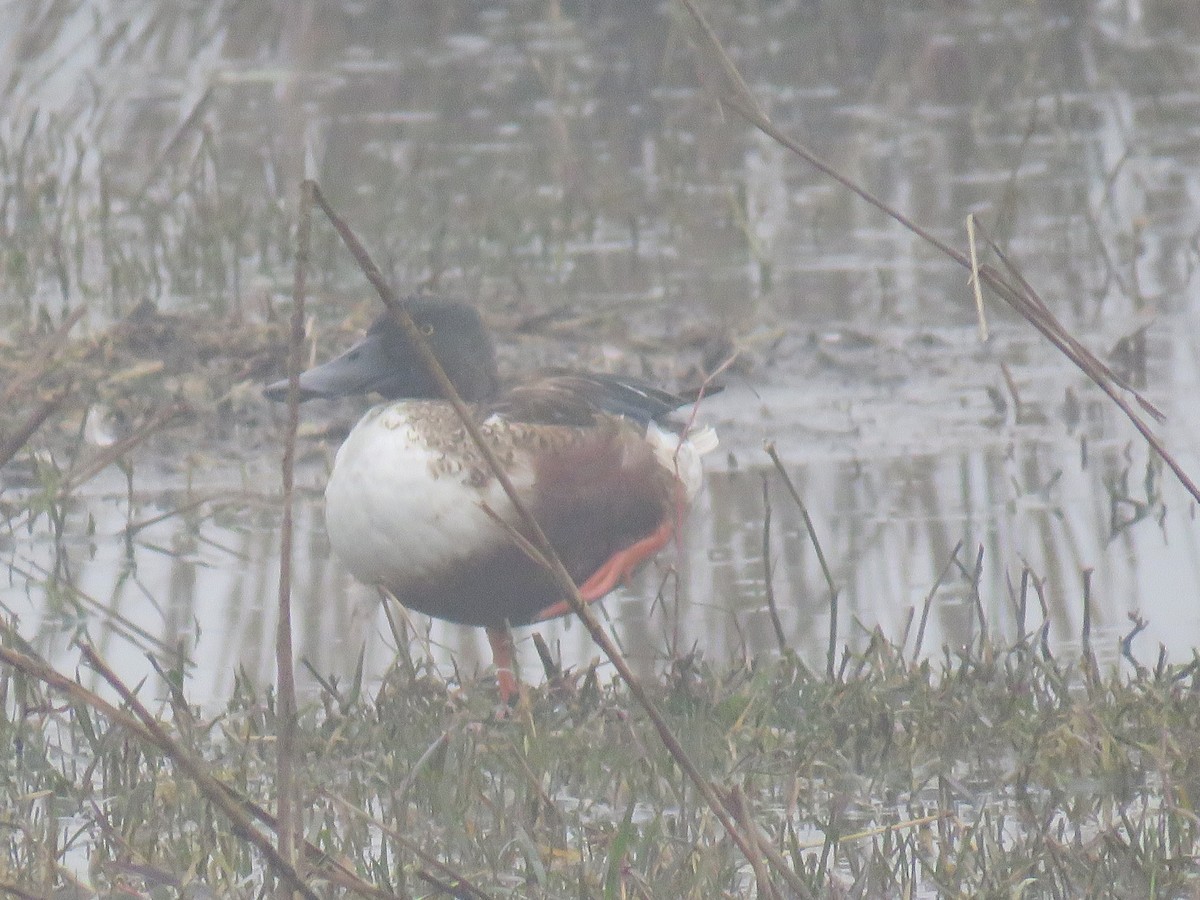 Northern Shoveler - Anil Menon