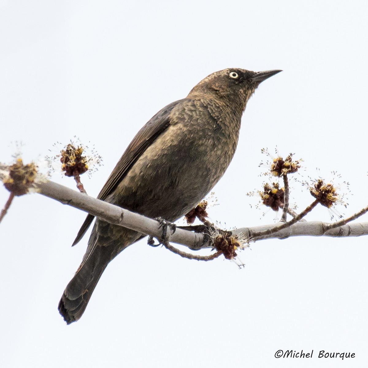 Rusty Blackbird - Michel Bourque