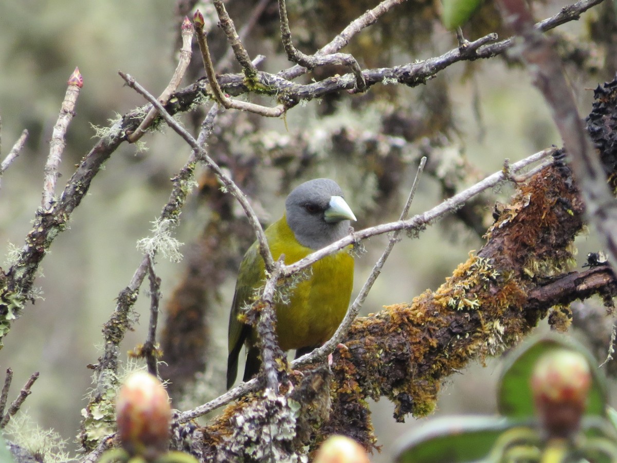 Collared Grosbeak - ML96580341