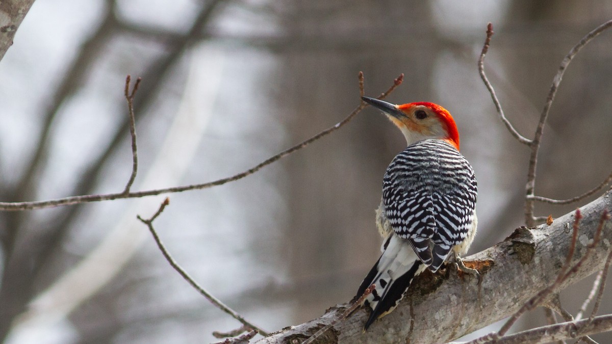 Red-bellied Woodpecker - ML96581301