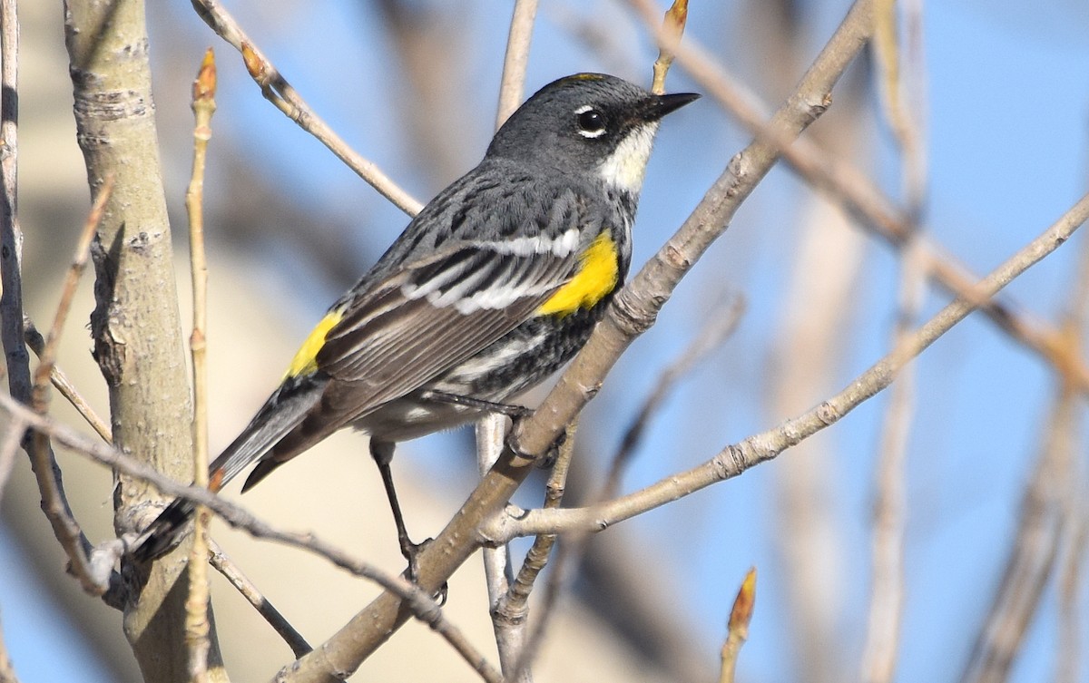 Yellow-rumped Warbler (Myrtle x Audubon's) - ML96581511