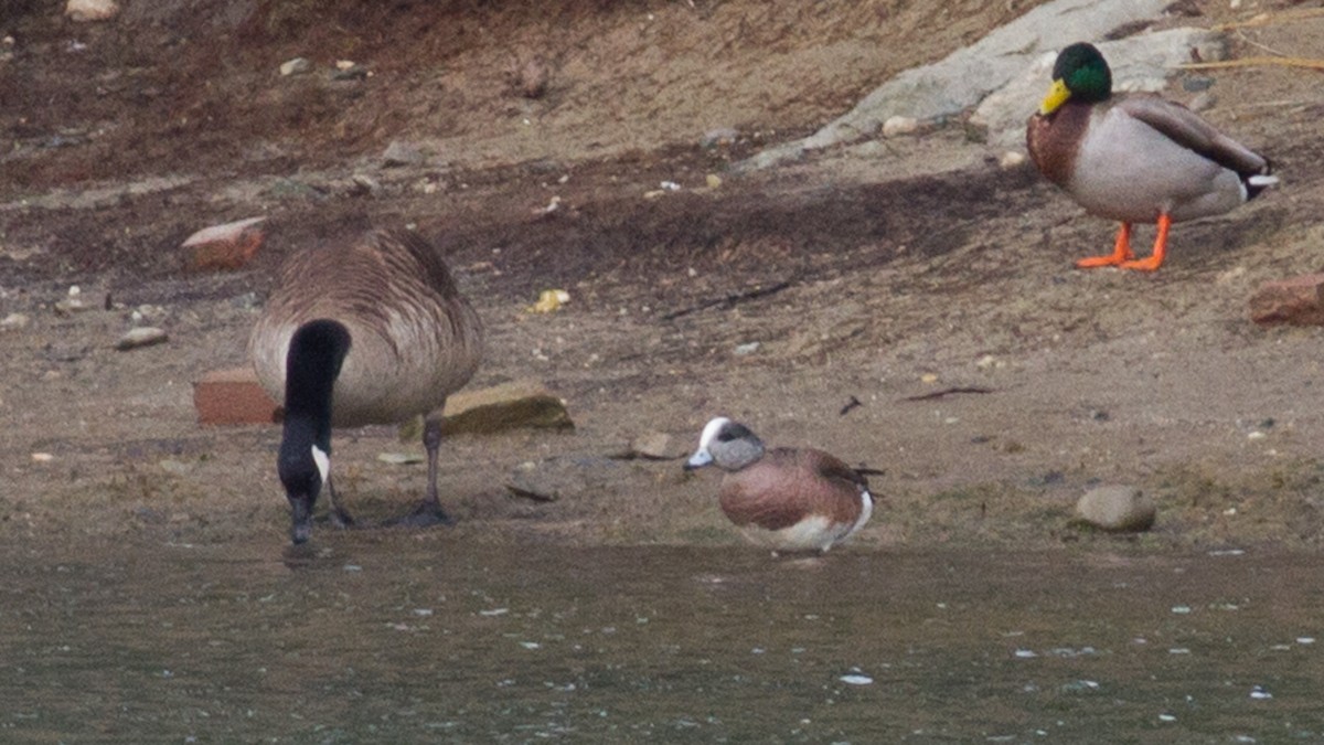 American Wigeon - ML96583591