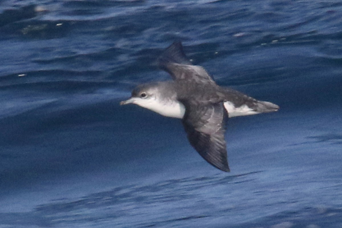 Little/Subantarctic Shearwater - Noah Strycker