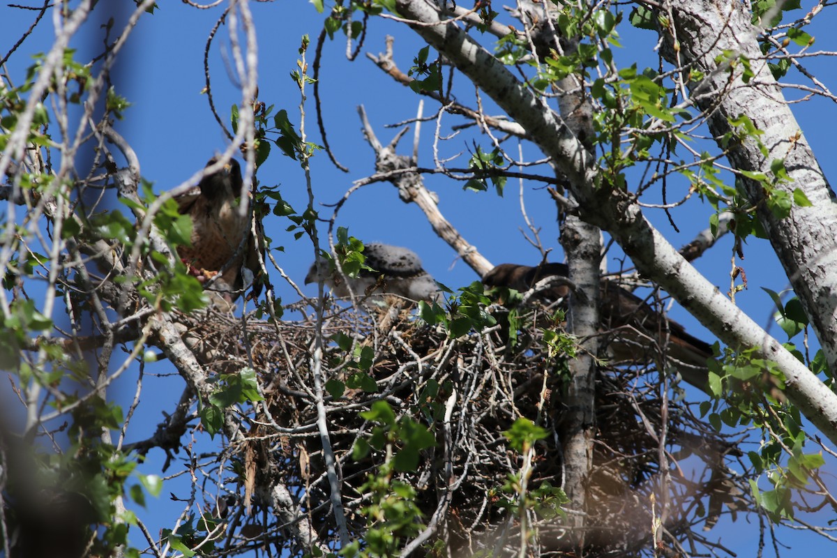rødstjertvåk - ML96587091
