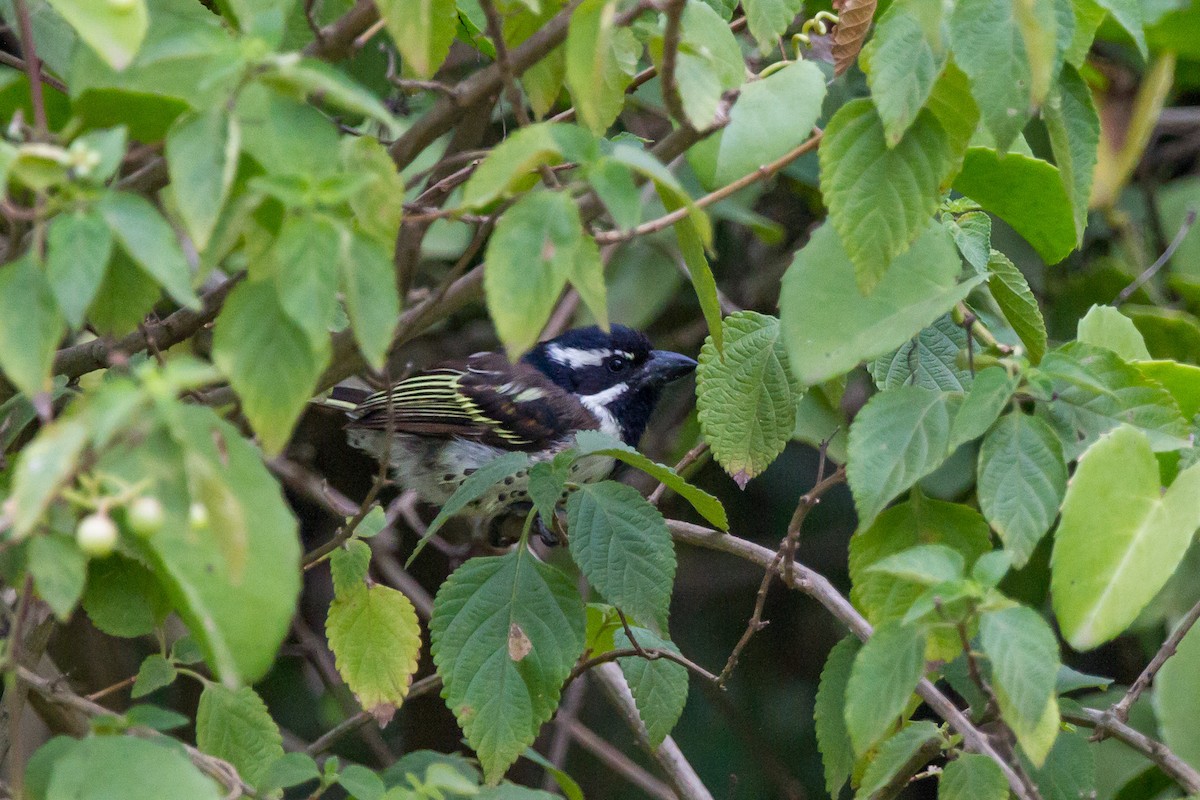 Spot-flanked Barbet - Louis Bevier