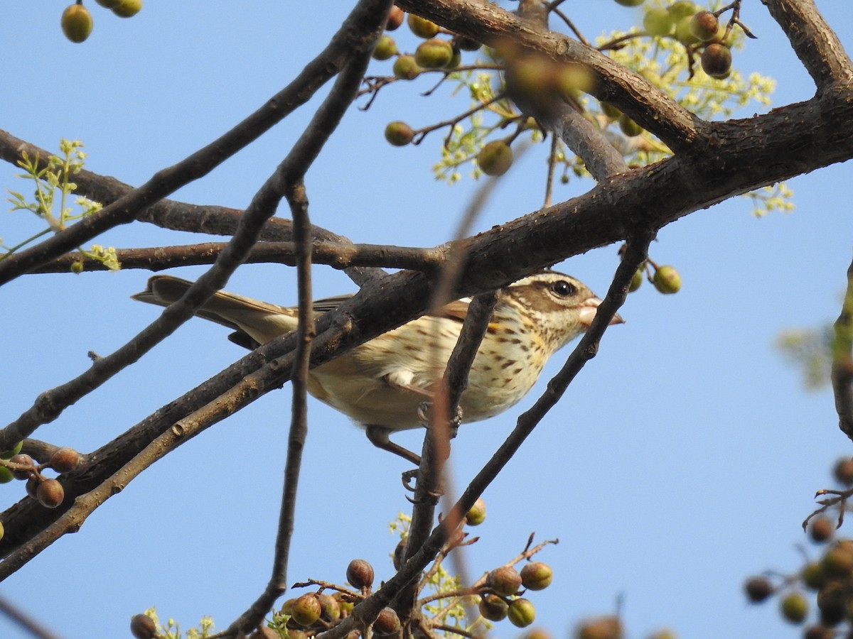 Rose-breasted Grosbeak - Rolando Tomas Pasos Pérez