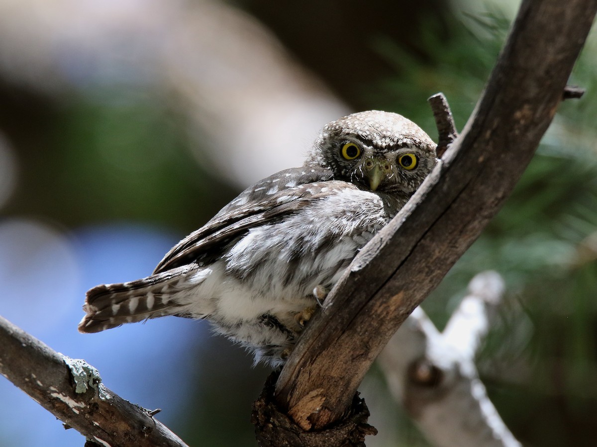 Northern Pygmy-Owl (Mountain) - ML96592131