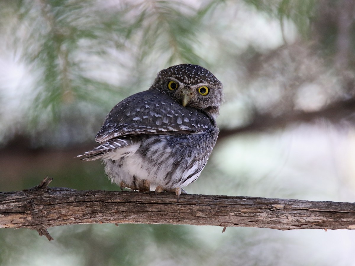 Northern Pygmy-Owl (Mountain) - ML96592151