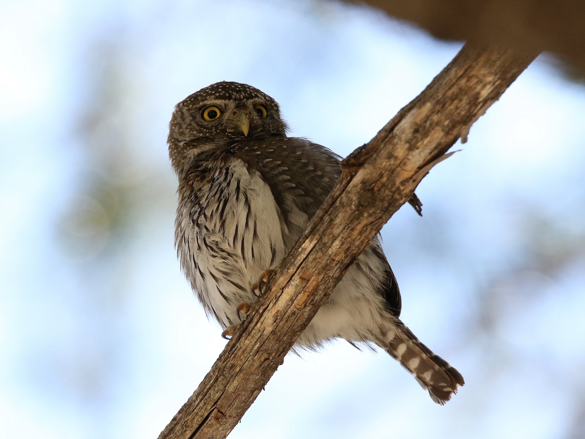 Northern Pygmy-Owl (Mountain) - ML96592171