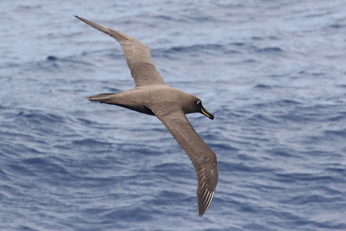 albatros hnědý - ML96592761