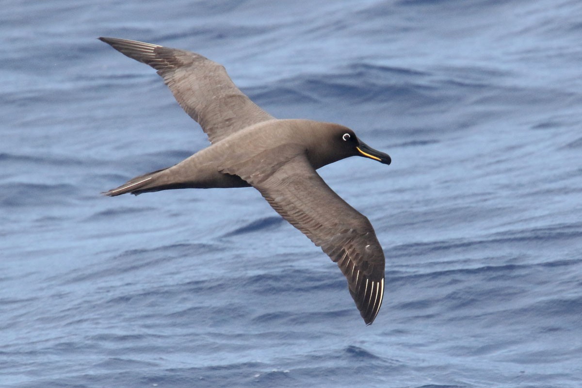 Sooty Albatross - Noah Strycker