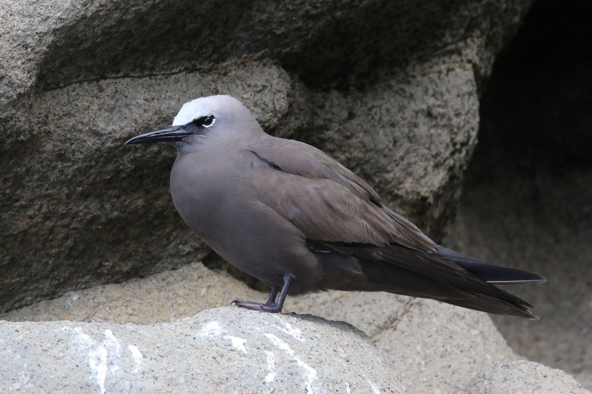 Brown Noddy - ML96592841