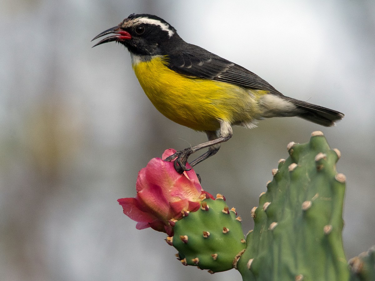 Zuckervogel - ML96593411