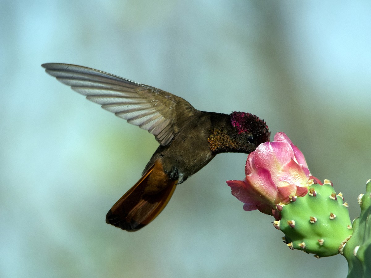 kolibřík červenohlavý - ML96593781