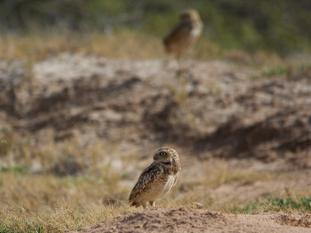 Burrowing Owl - ML96594351