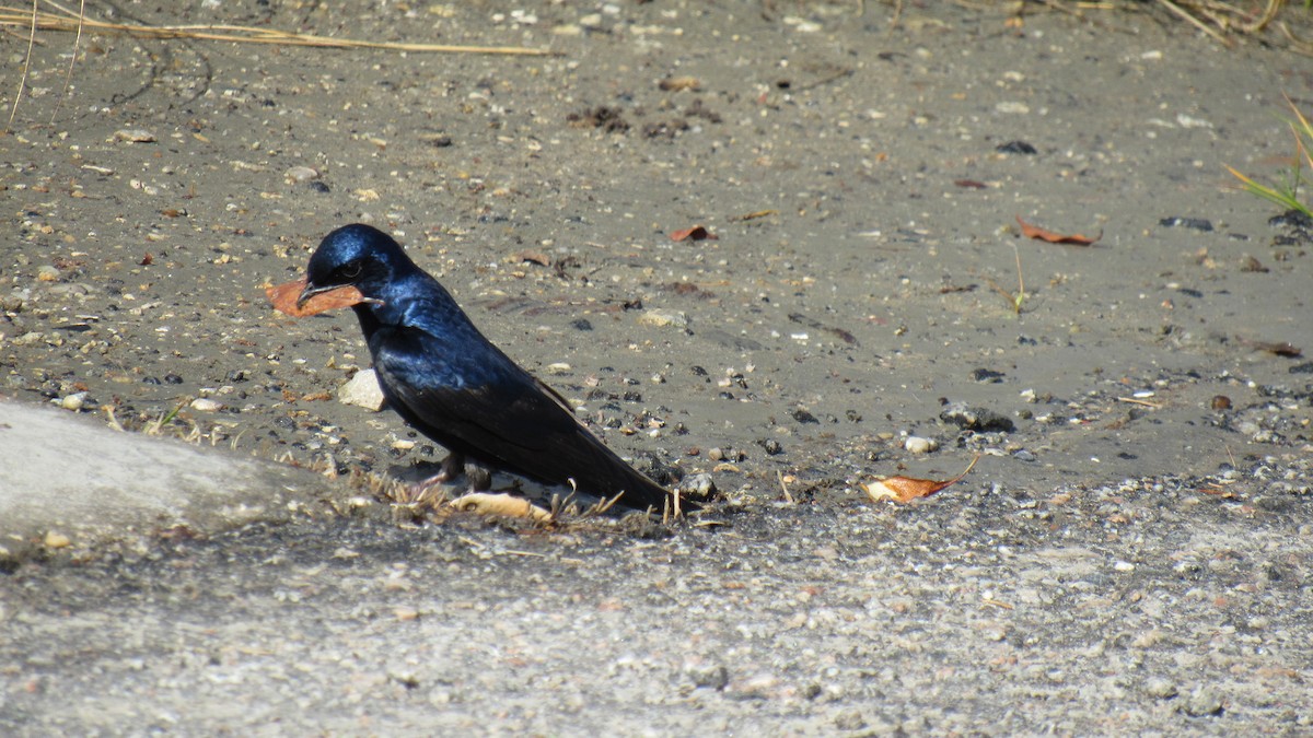 Purple Martin - ML96600201