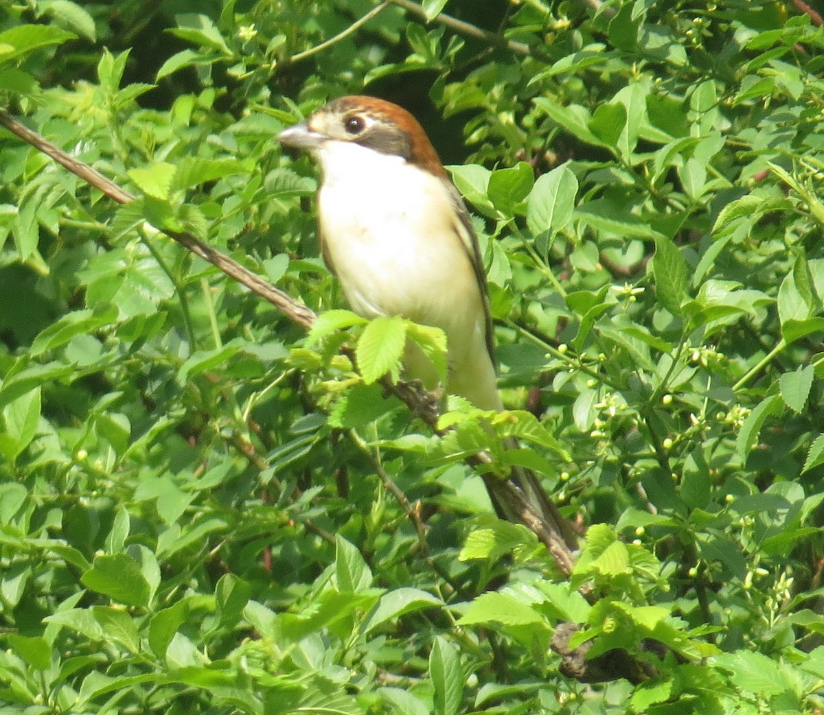 Woodchat Shrike - ML96600291