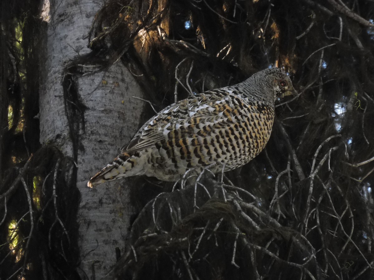 Spruce Grouse - ML96601331