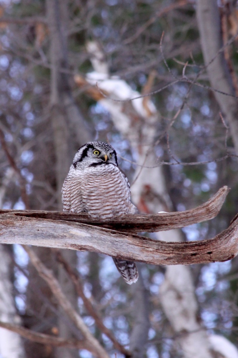 Northern Hawk Owl - ML96601681