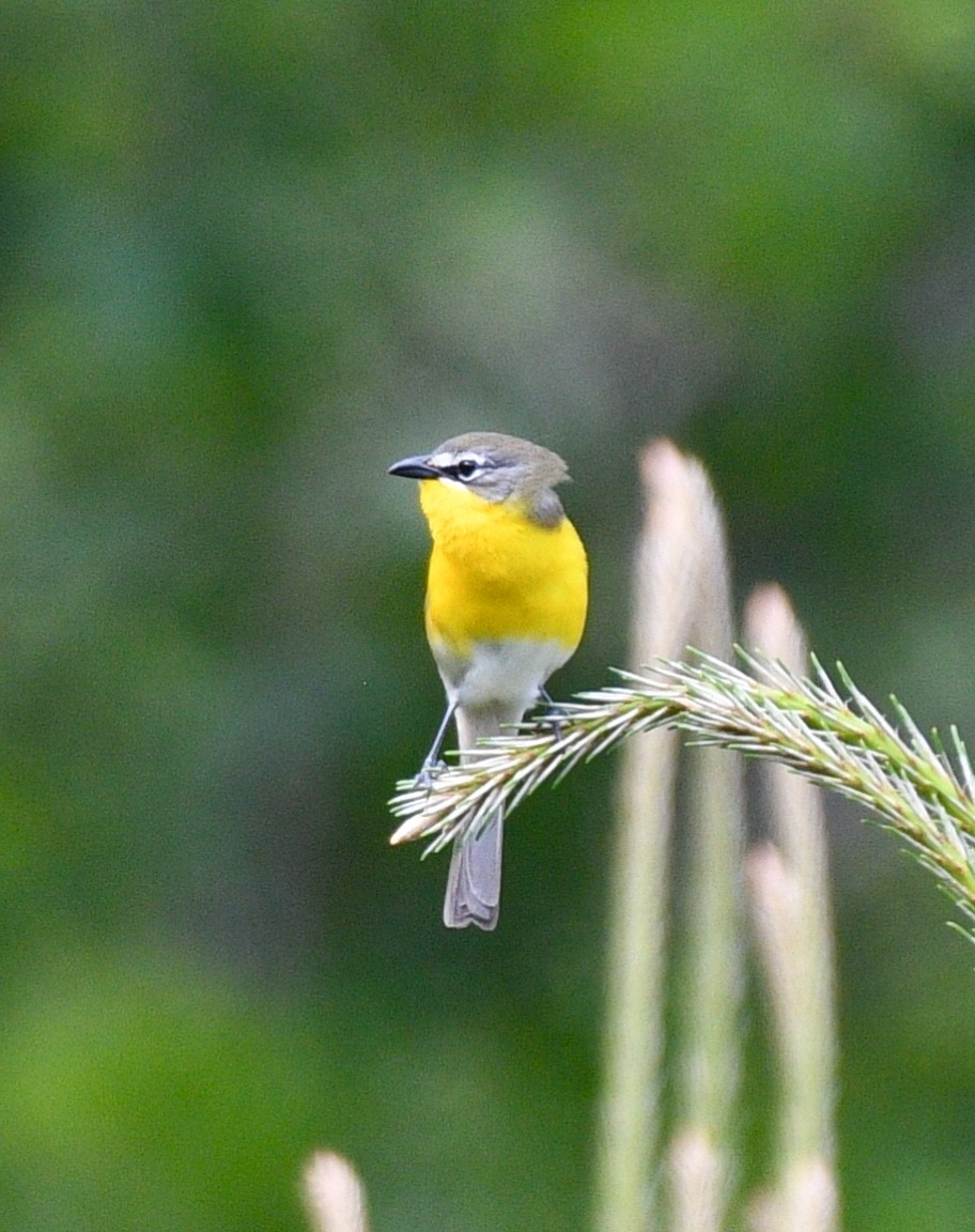 Yellow-breasted Chat - ML96602301