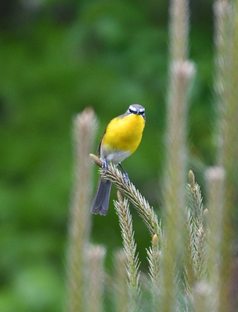 Yellow-breasted Chat - ML96602331