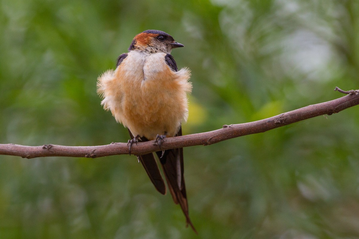 Red-rumped Swallow (Red-rumped) - Louis Bevier