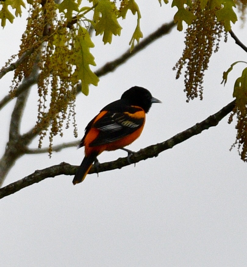 Baltimore Oriole - Joe Wujcik