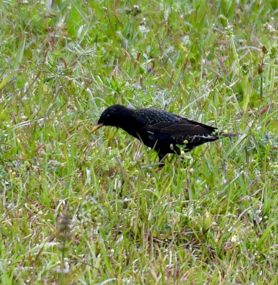 European Starling - ML96604891