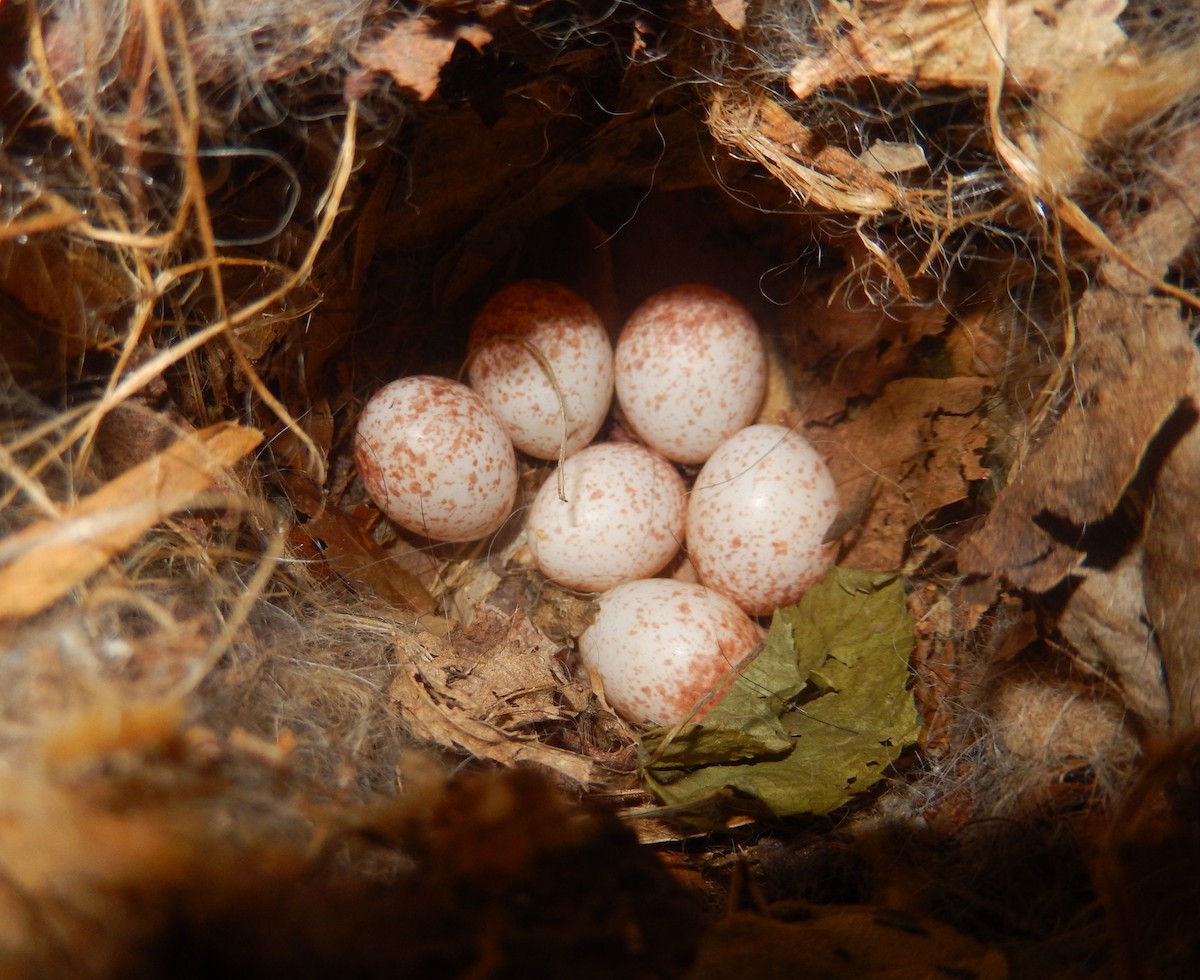 Tufted Titmouse - Eric Cormier