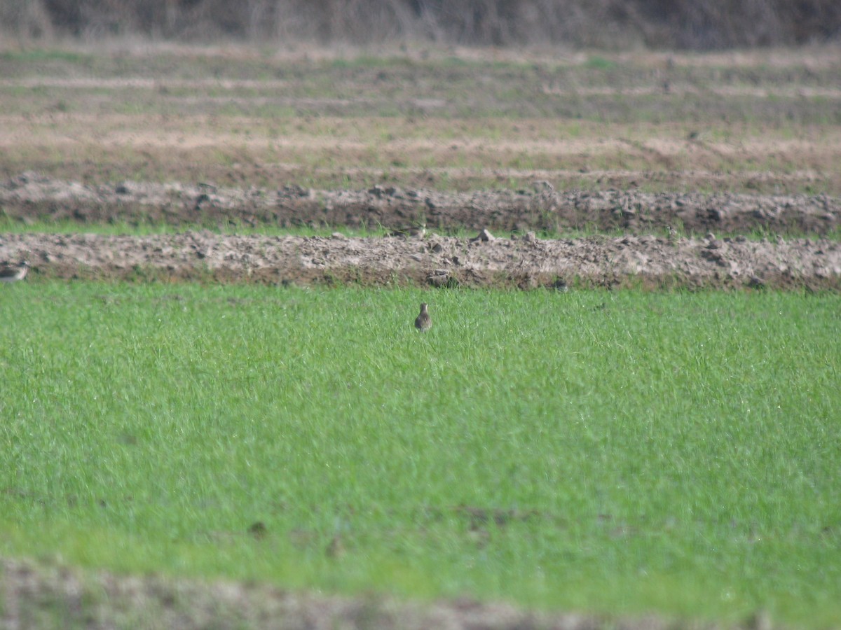 Pacific Golden-Plover - ML96608511