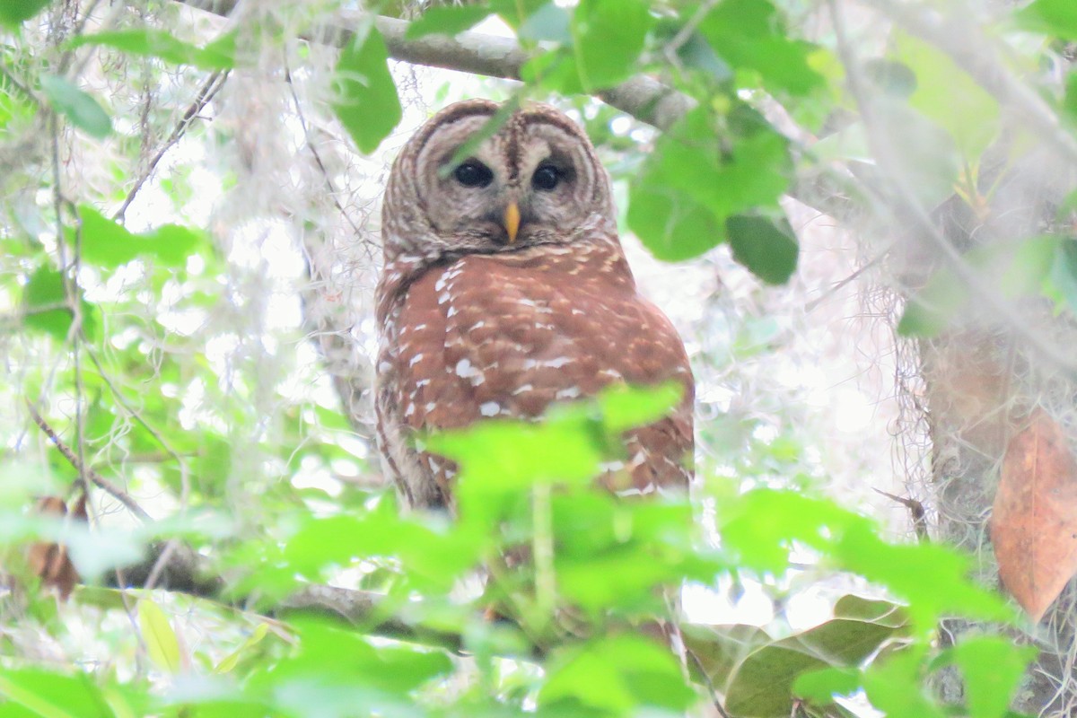 Barred Owl - ML96610231