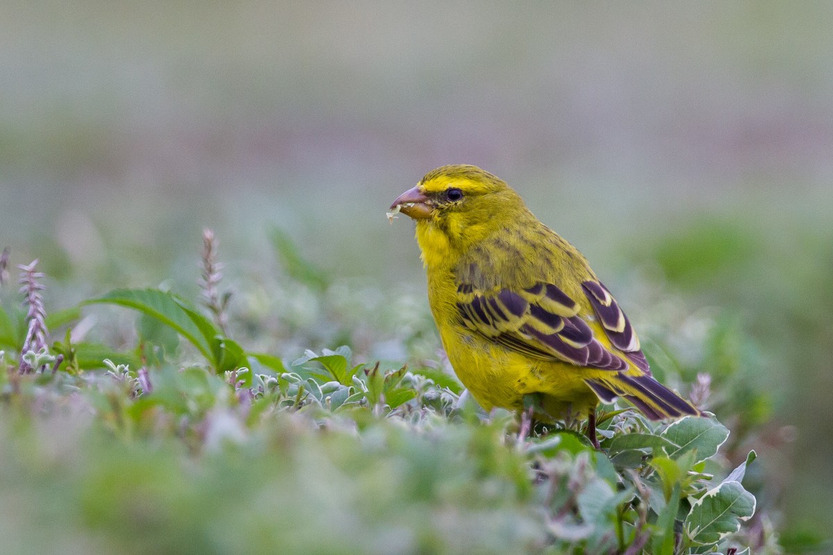 Brimstone Canary - Louis Bevier