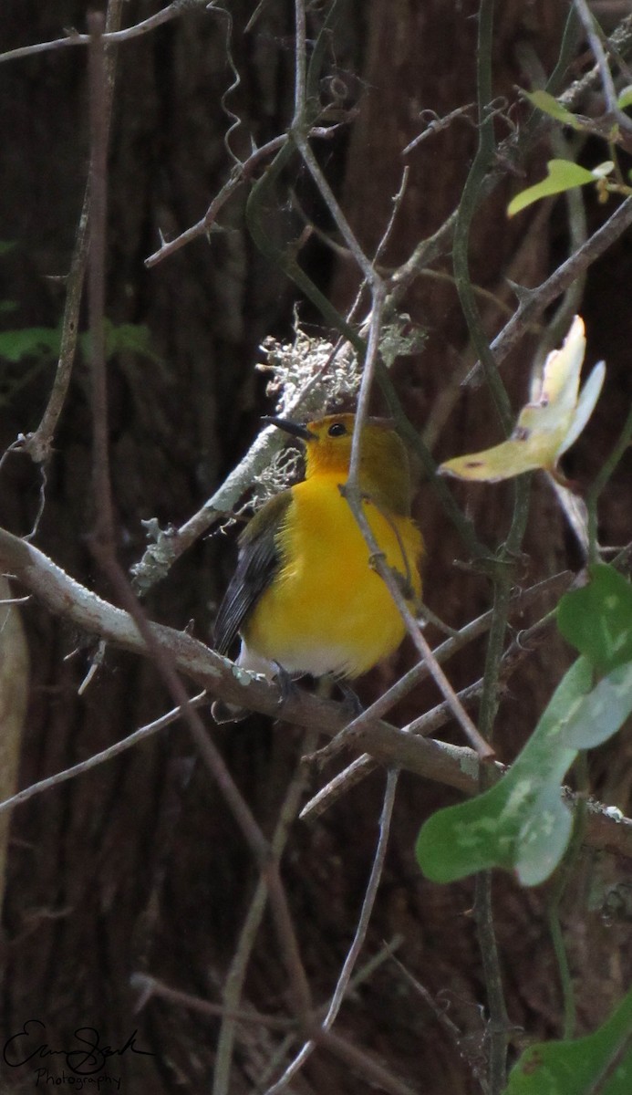 Prothonotary Warbler - ML96611771