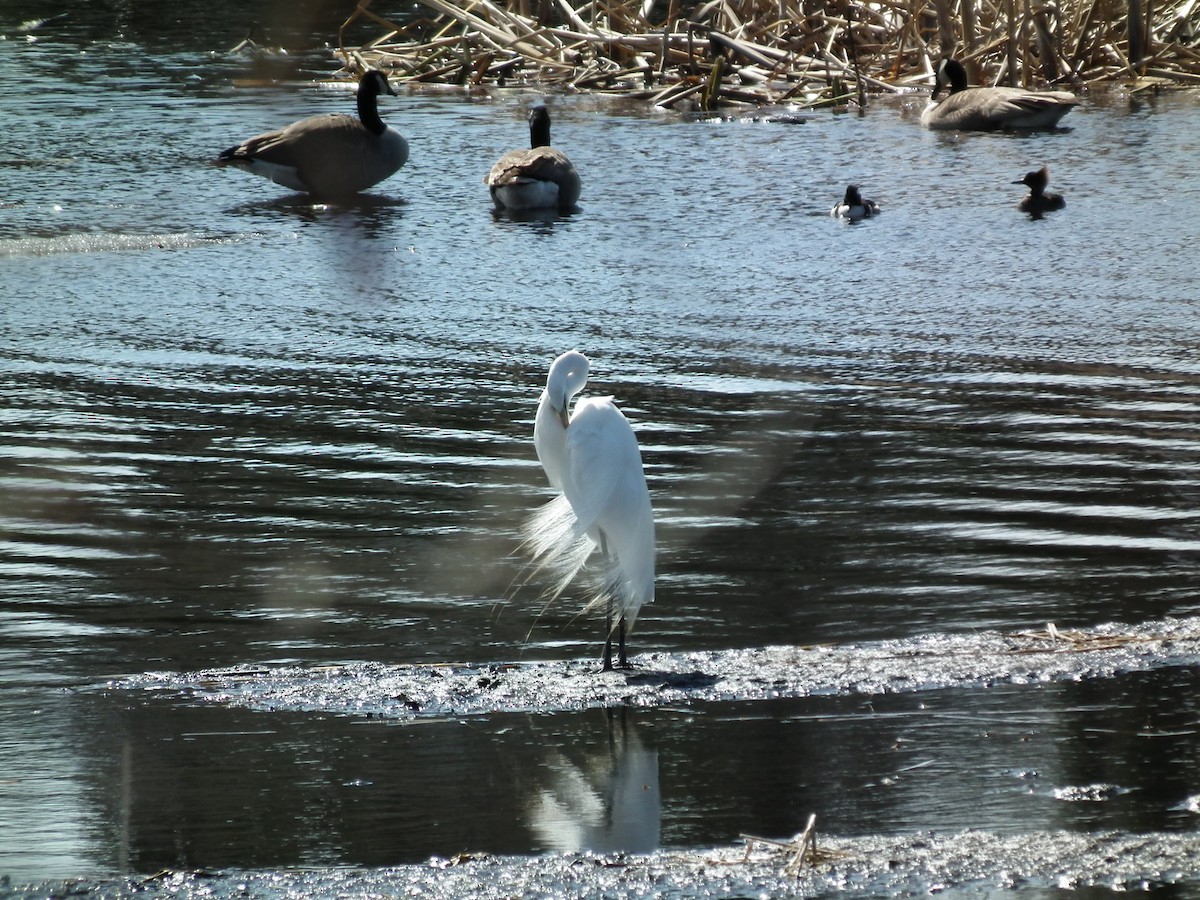 Great Egret (American) - ML96613241