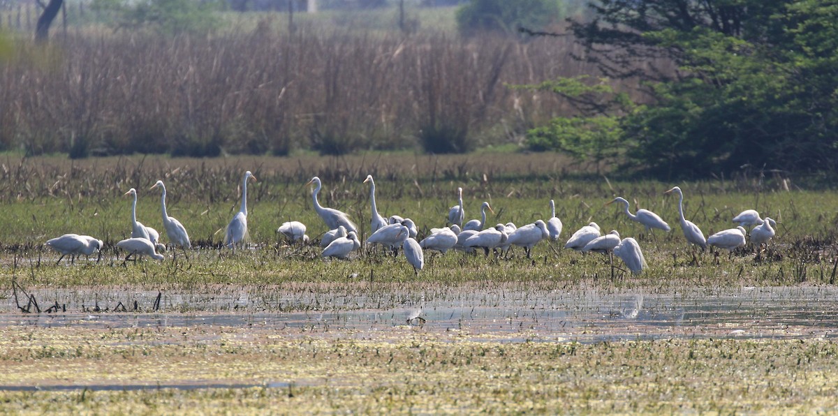 Eurasian Spoonbill - Denis Tétreault