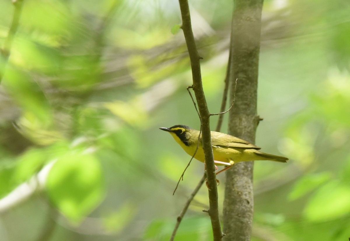 Kentucky Warbler - ML96617551