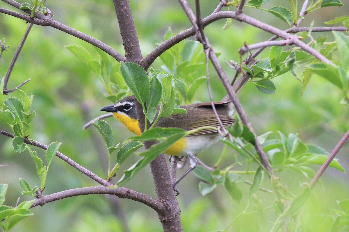 Yellow-breasted Chat - ML96617711