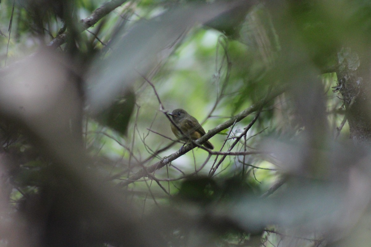 Ochre-bellied Flycatcher - ML96618891