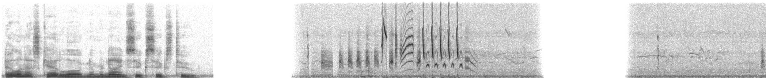 Southern House Wren - ML9662