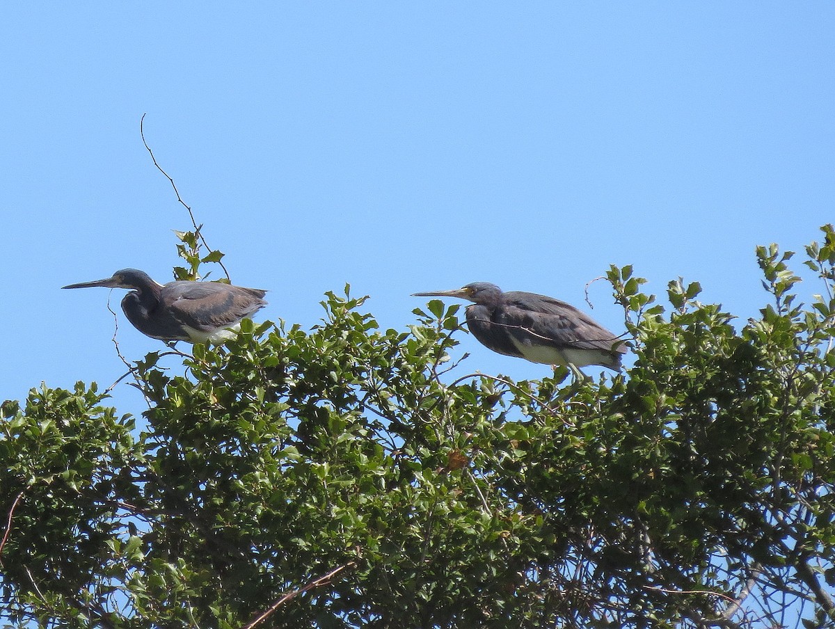 Tricolored Heron - ML96620191