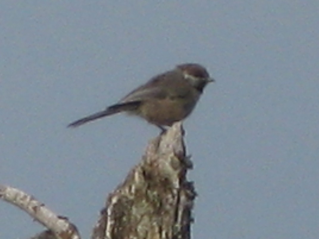 Boreal Chickadee - ML96620591