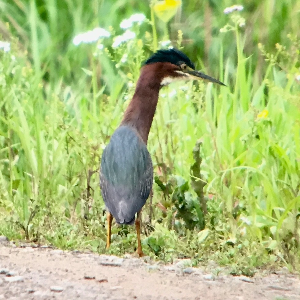 Green Heron - ML96620861