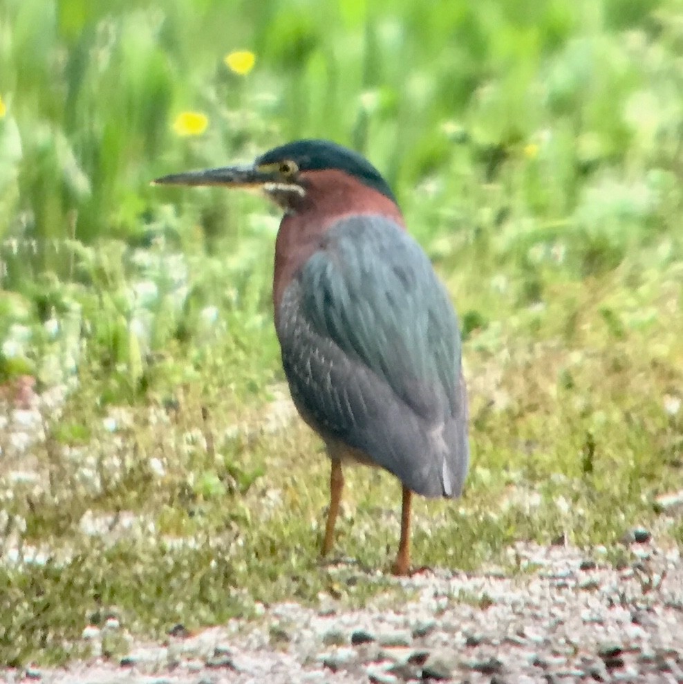 Green Heron - ML96620871