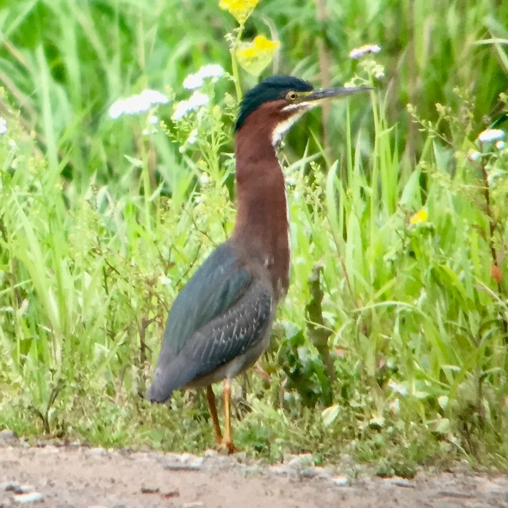 Green Heron - ML96620881