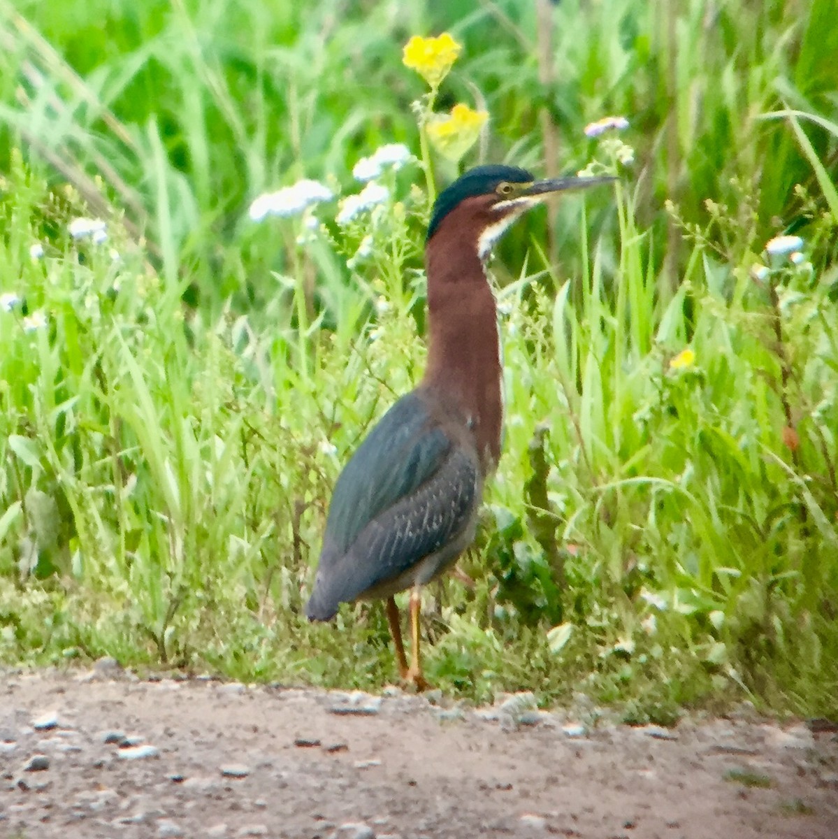 Green Heron - ML96620891